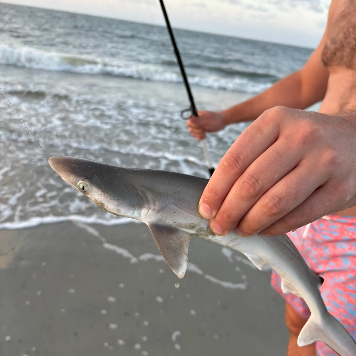 The most recent Blacktip shark catches on Fishbrain