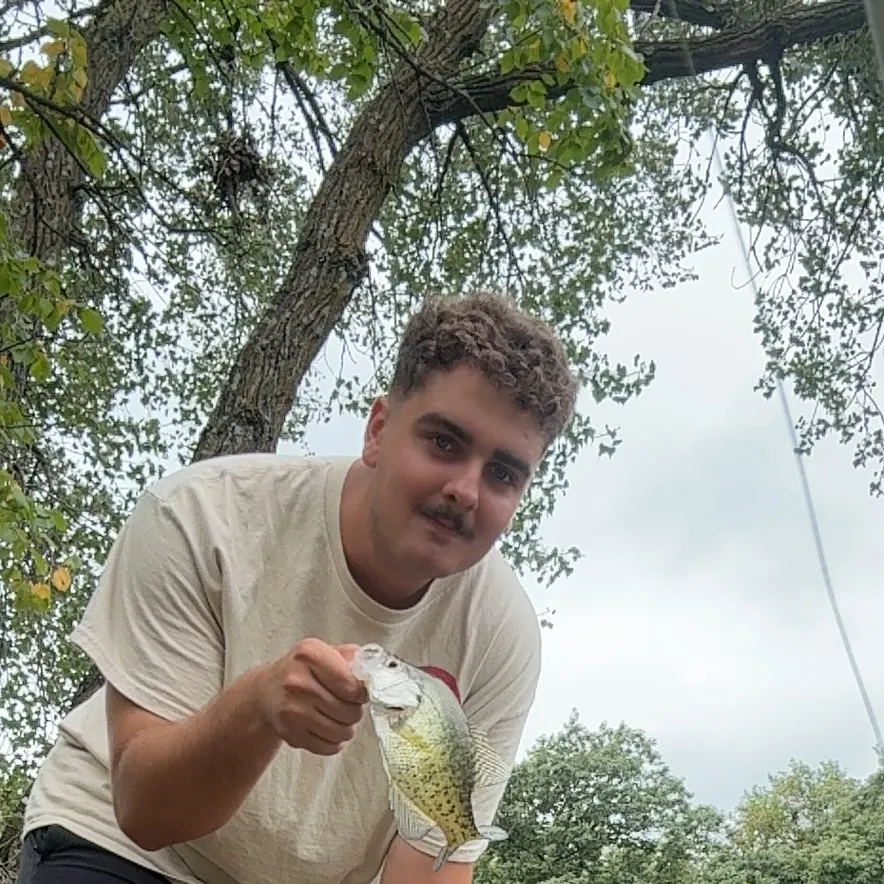 White crappie caught on Fishbrain
