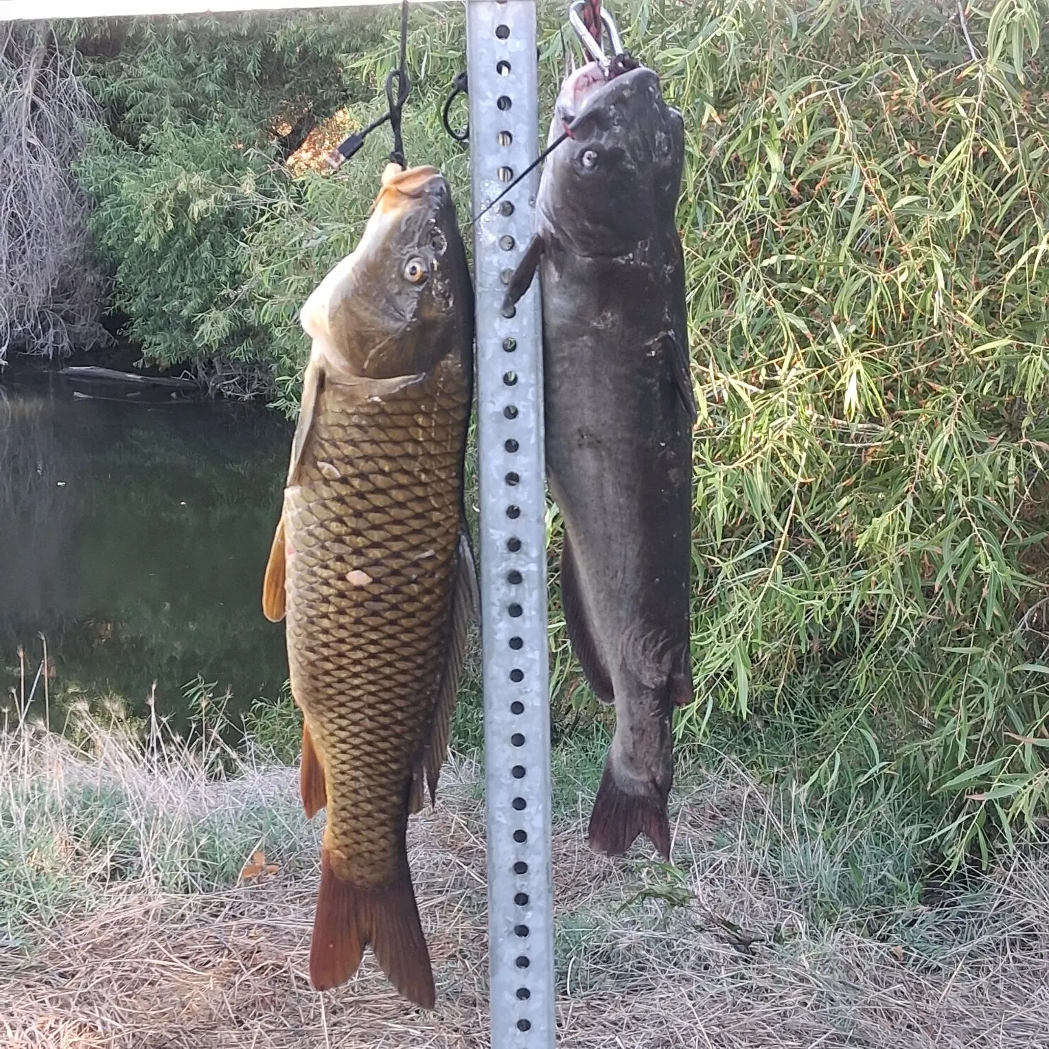 Striped bass caught on Fishbrain