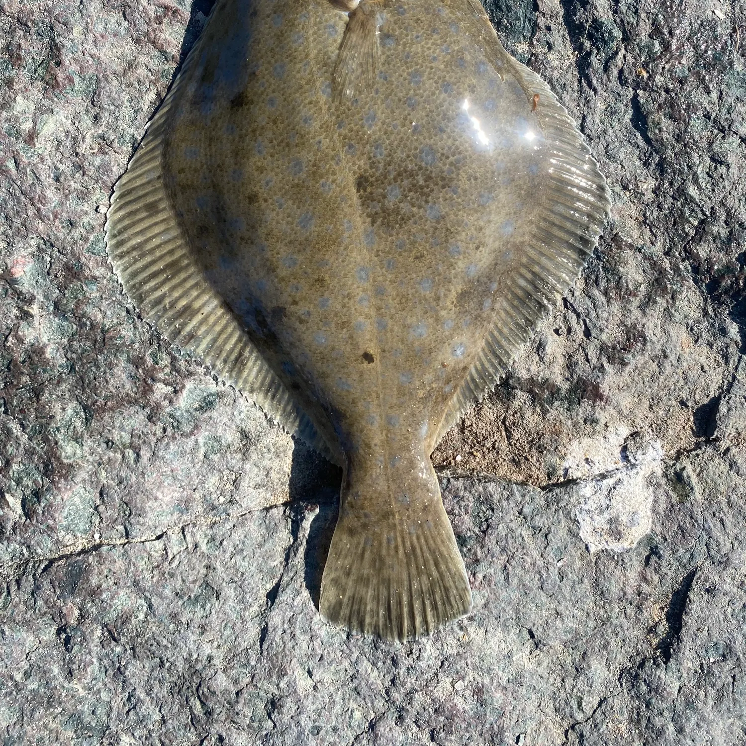 The most recent Diamond turbot catches on Fishbrain