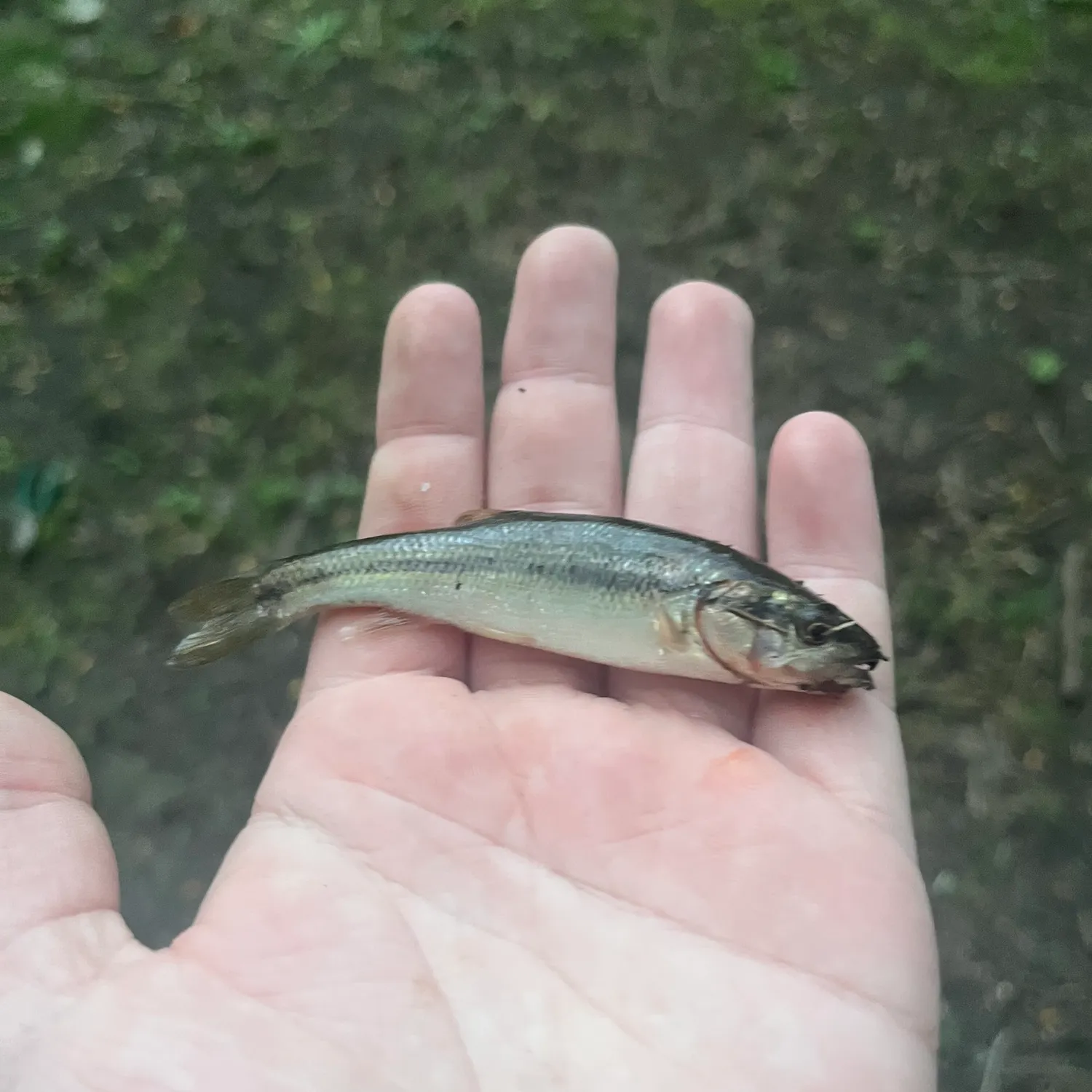 Creek chub caught on Fishbrain