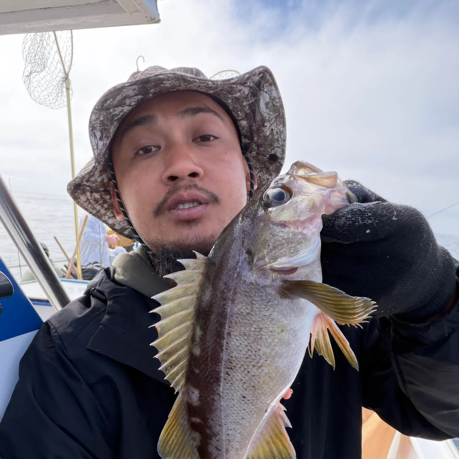 Olive rockfish caught on Fishbrain