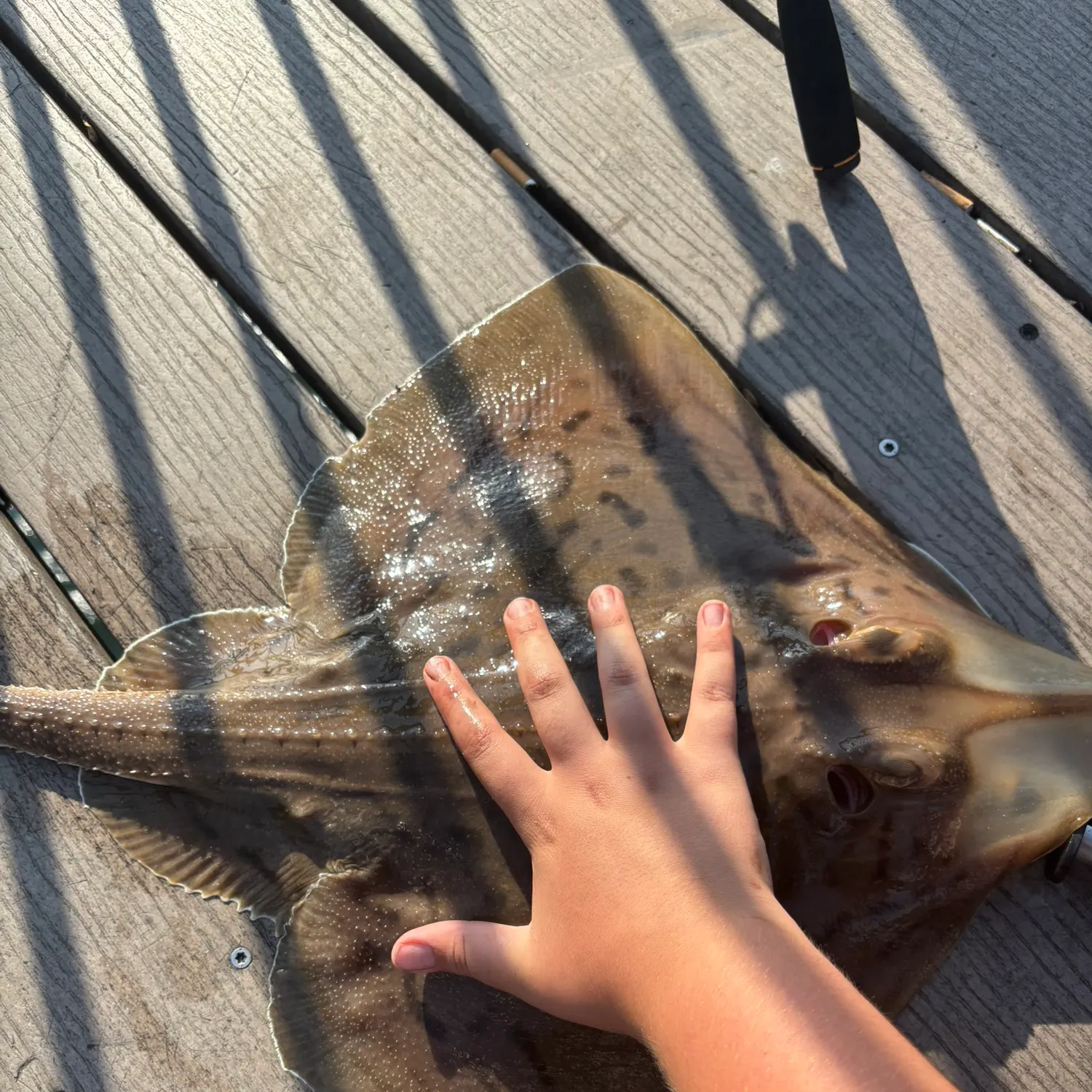 The most recent Clearnose skate catches on Fishbrain