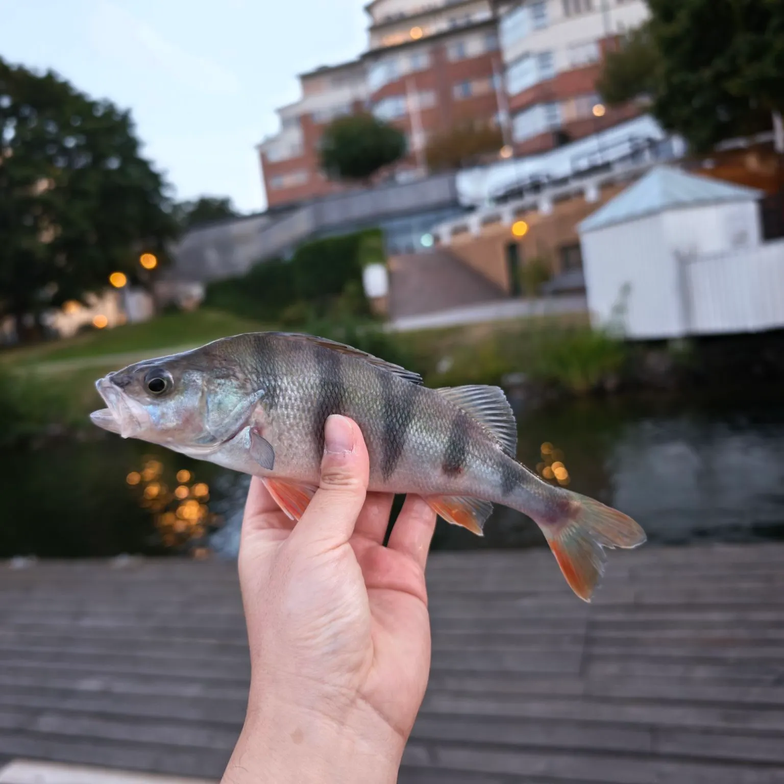 European perch caught on Fishbrain