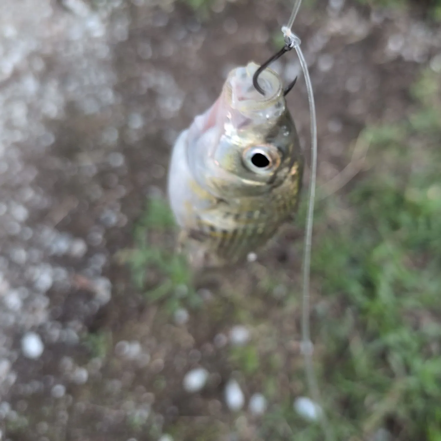 Shiner perch caught on Fishbrain