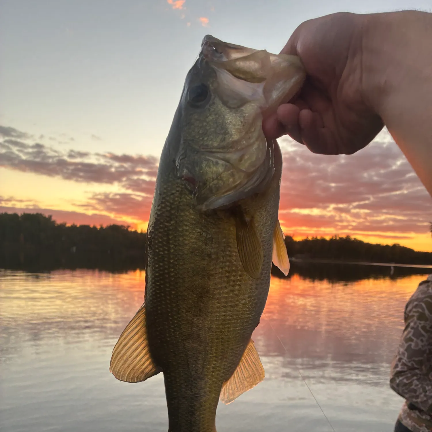 Largemouth bass caught on Fishbrain