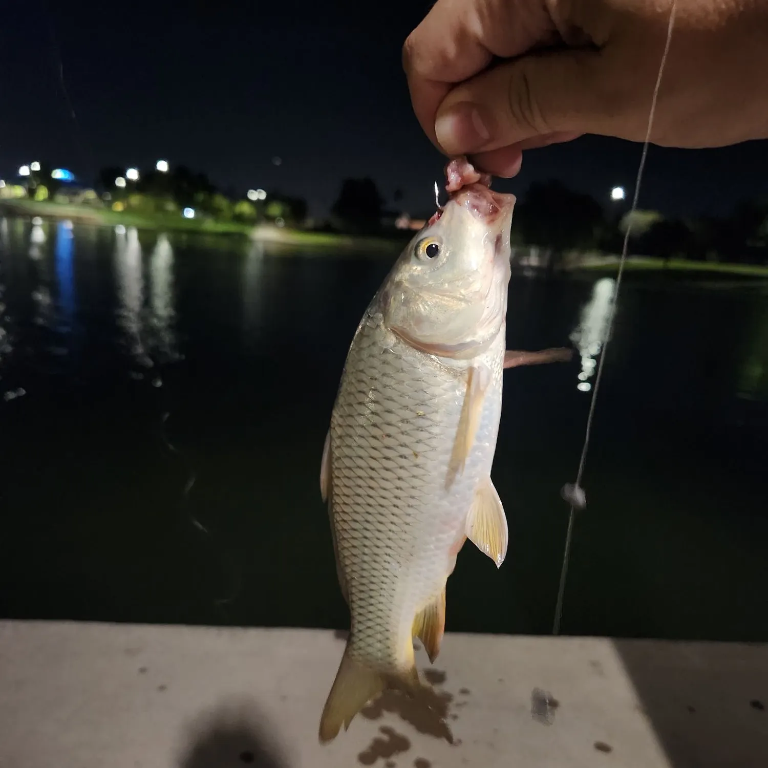 Common carp caught on Fishbrain