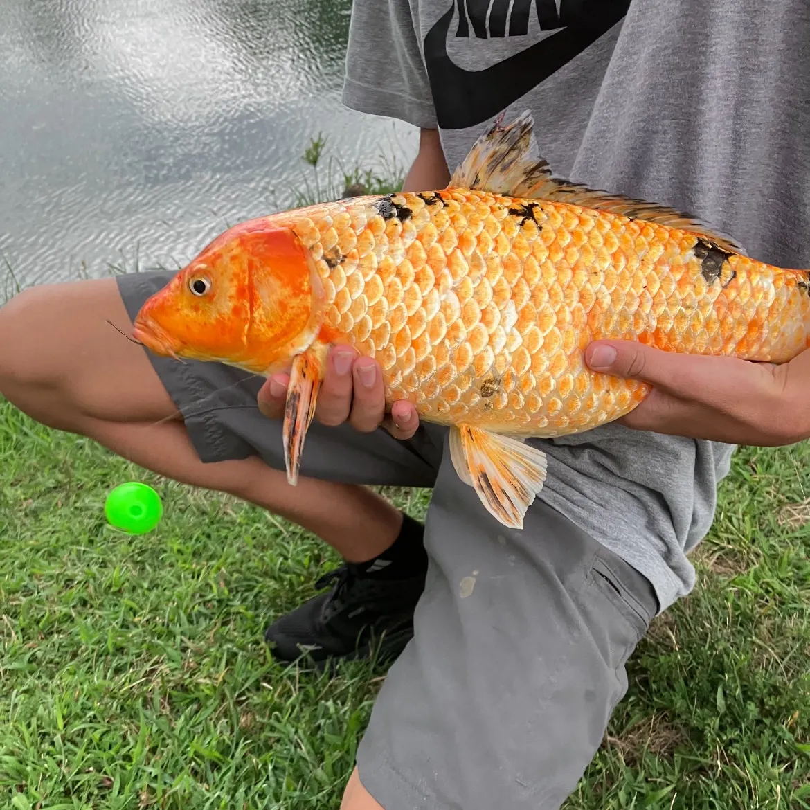The most recent Koi carp catches on Fishbrain