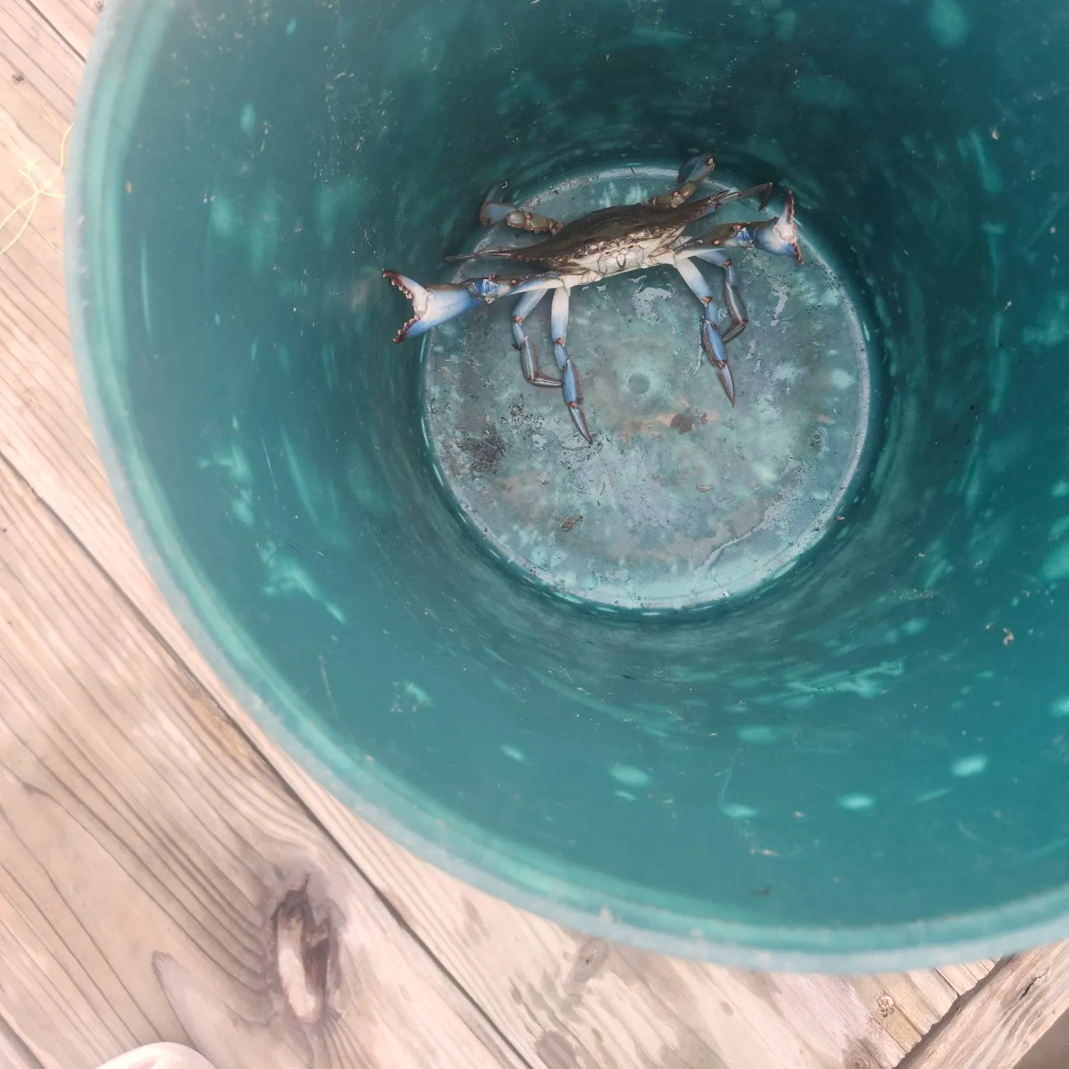 Blue crab caught on Fishbrain