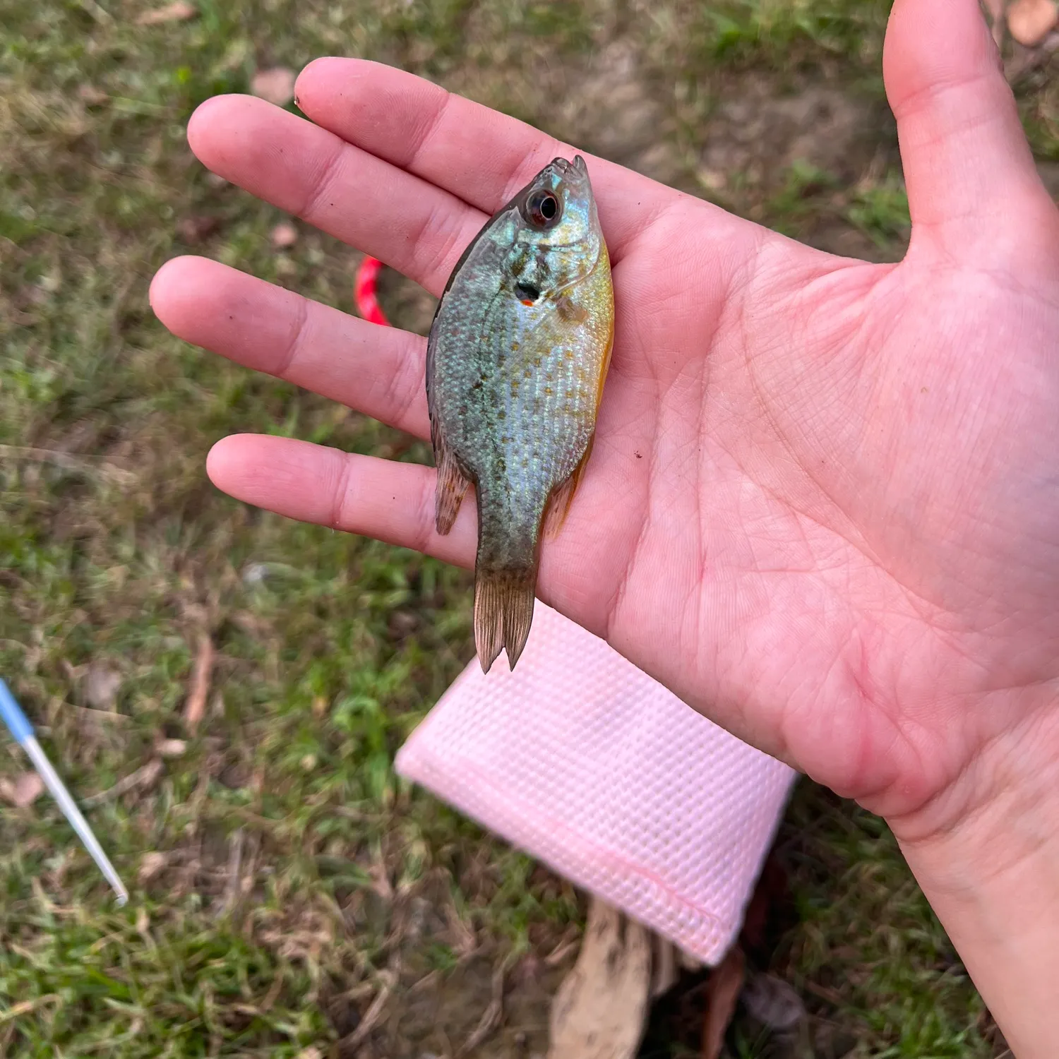 Pumpkinseed caught on Fishbrain