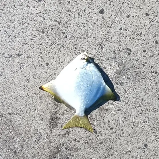 The most recent Silver moony catches on Fishbrain