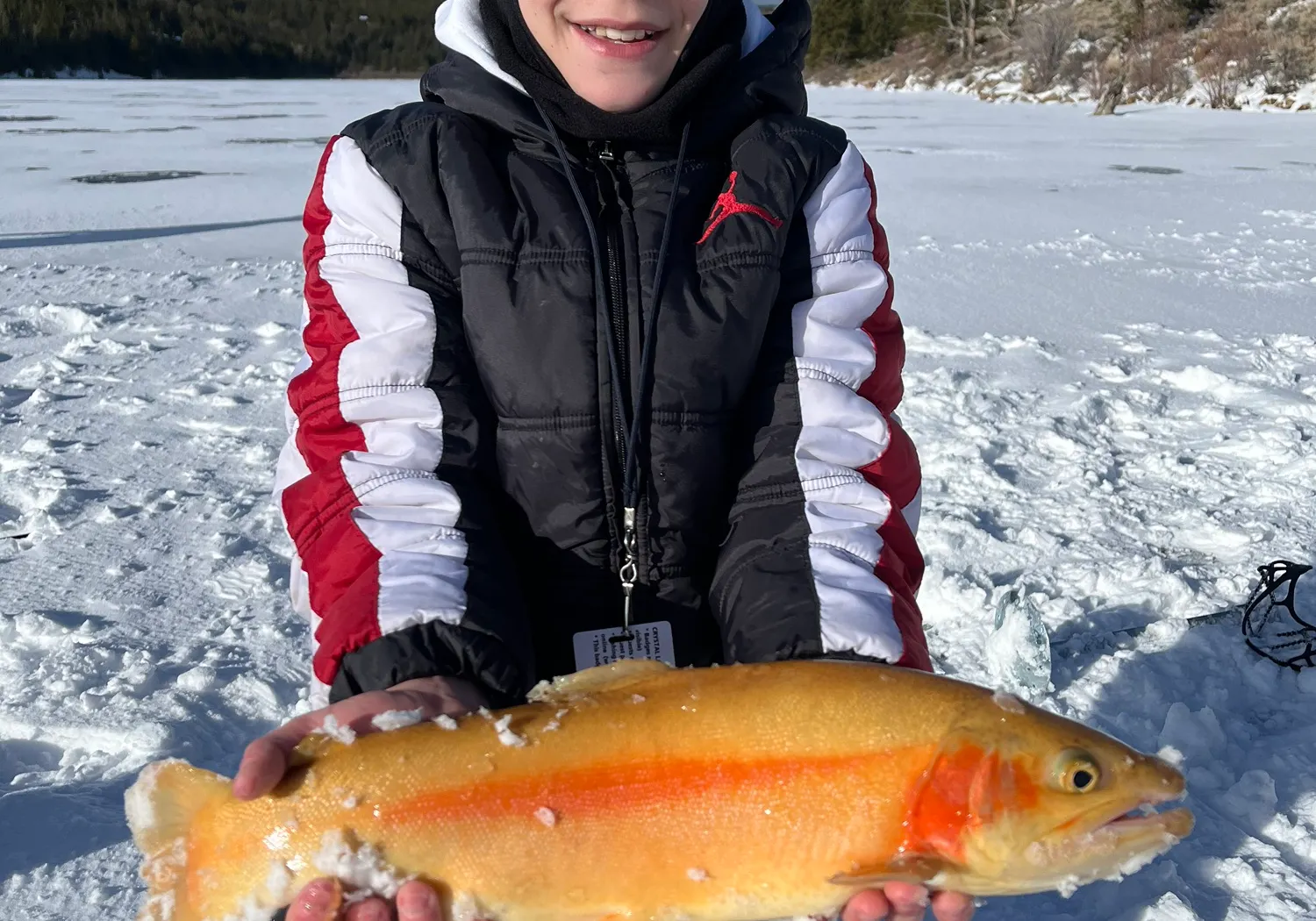 Golden trout