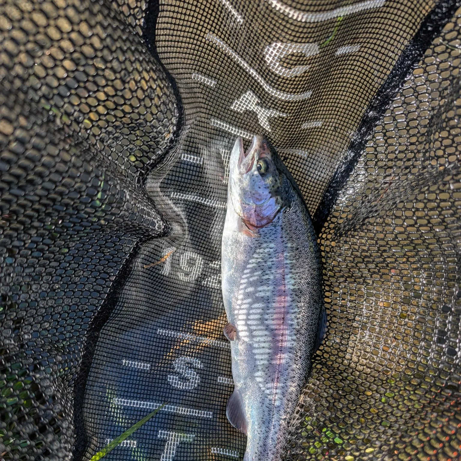 Rainbow trout caught on Fishbrain
