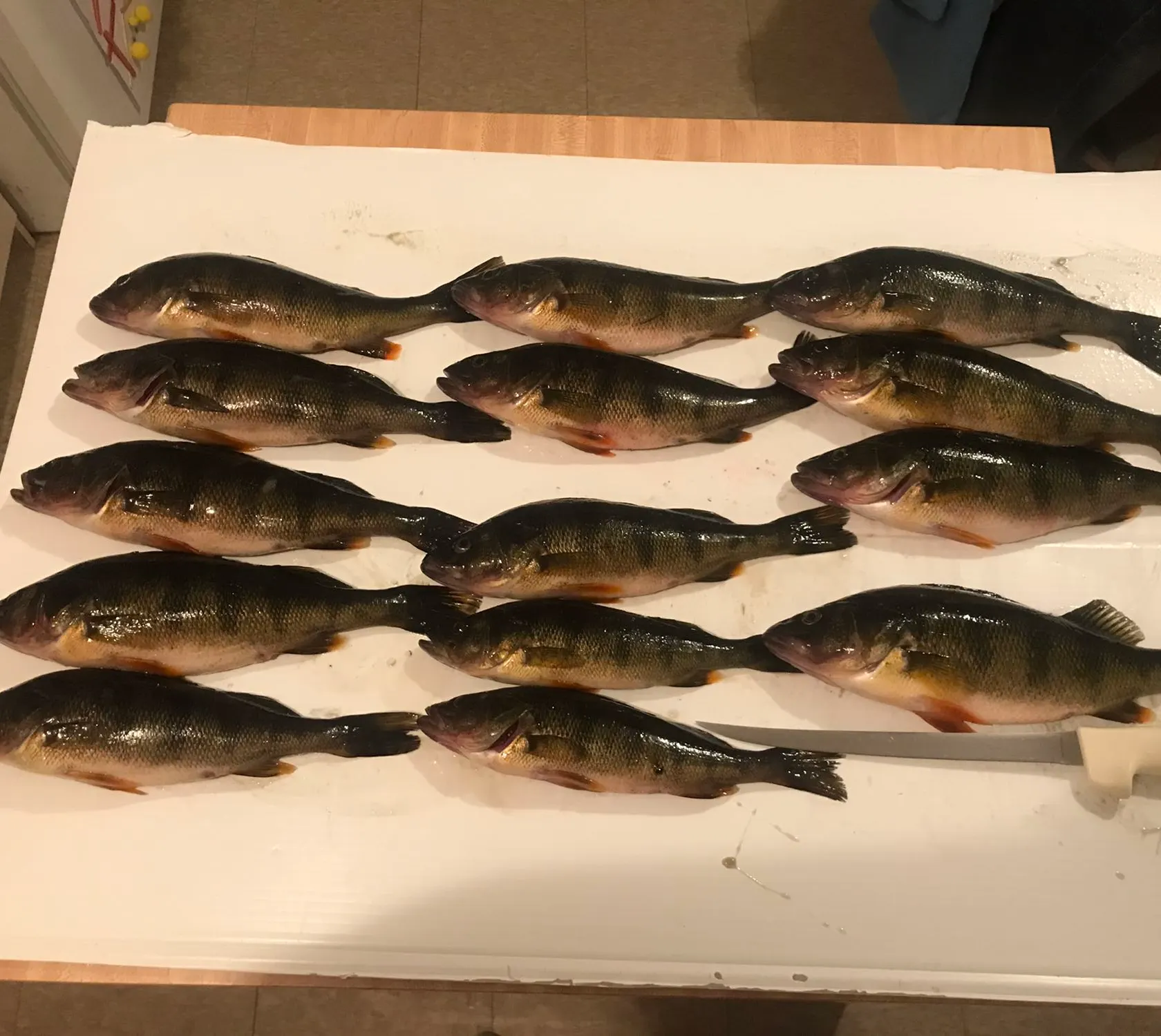 recently logged catches