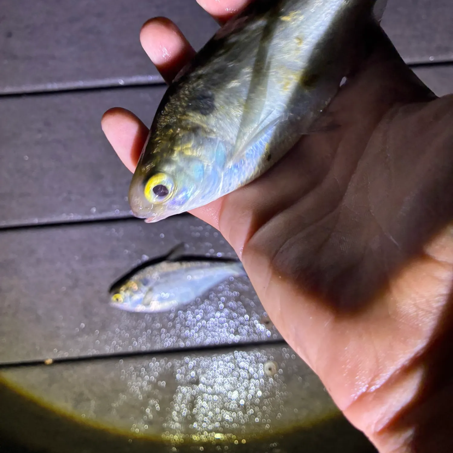 The most recent American gizzard shad catches on Fishbrain