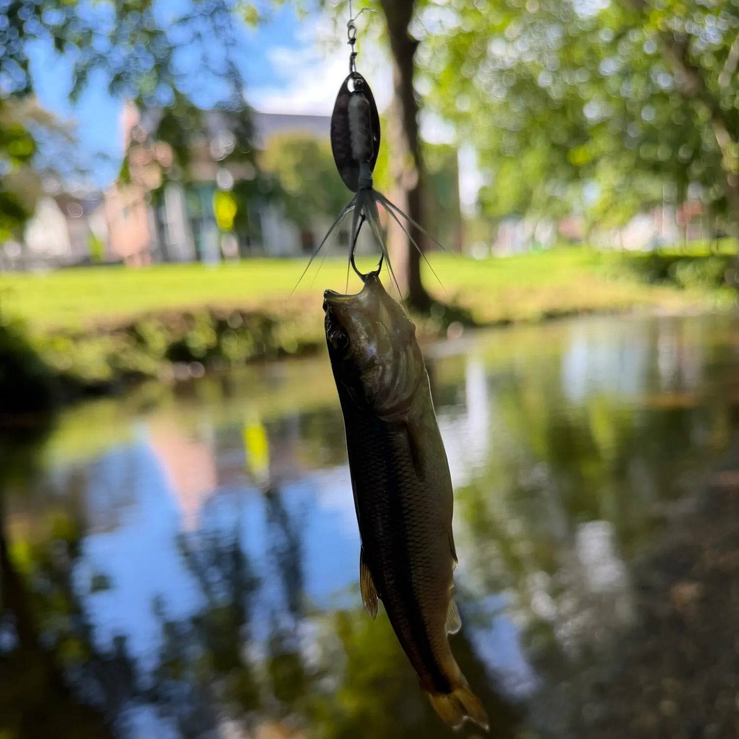 Creek chub caught on Fishbrain