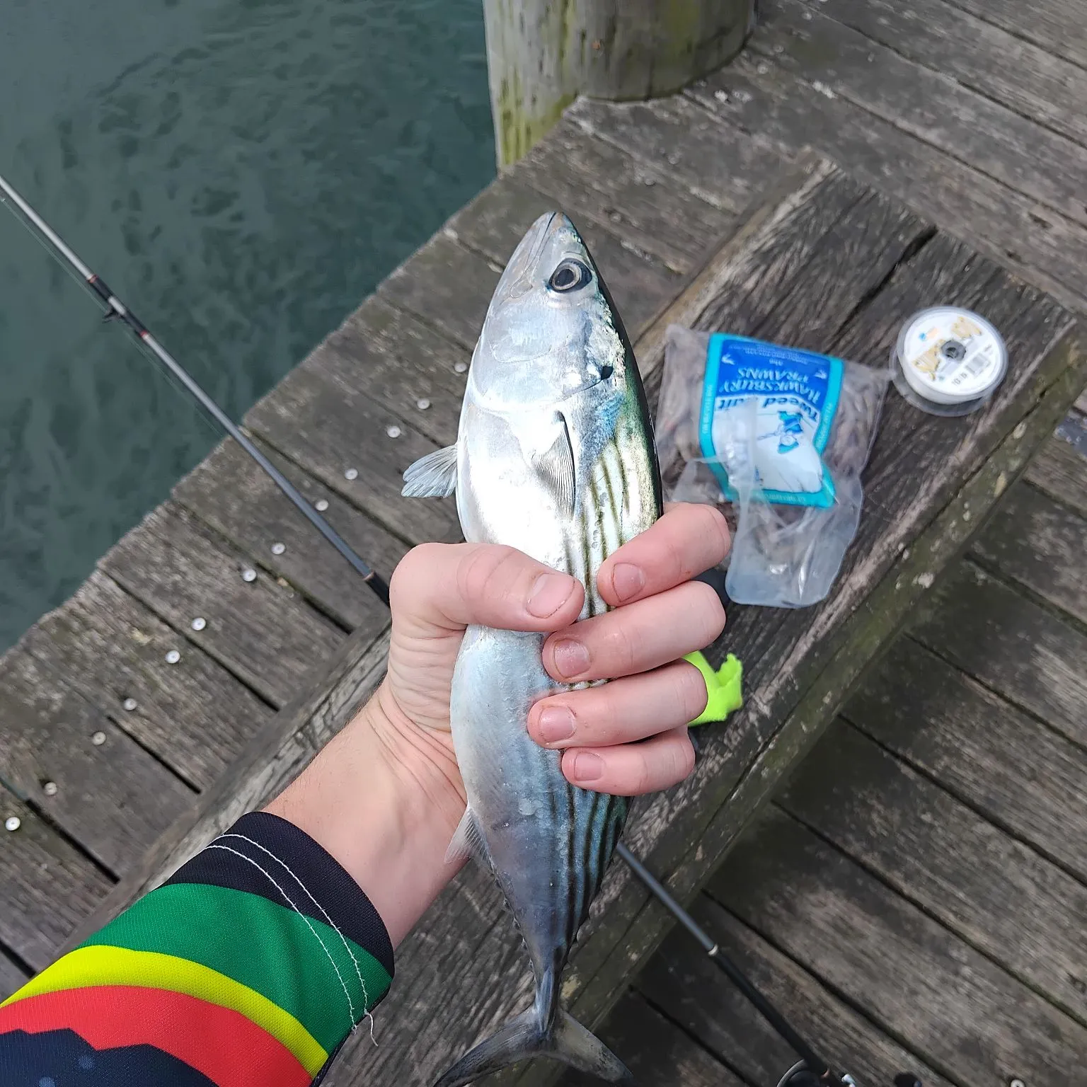 The most recent Australian bonito catches on Fishbrain