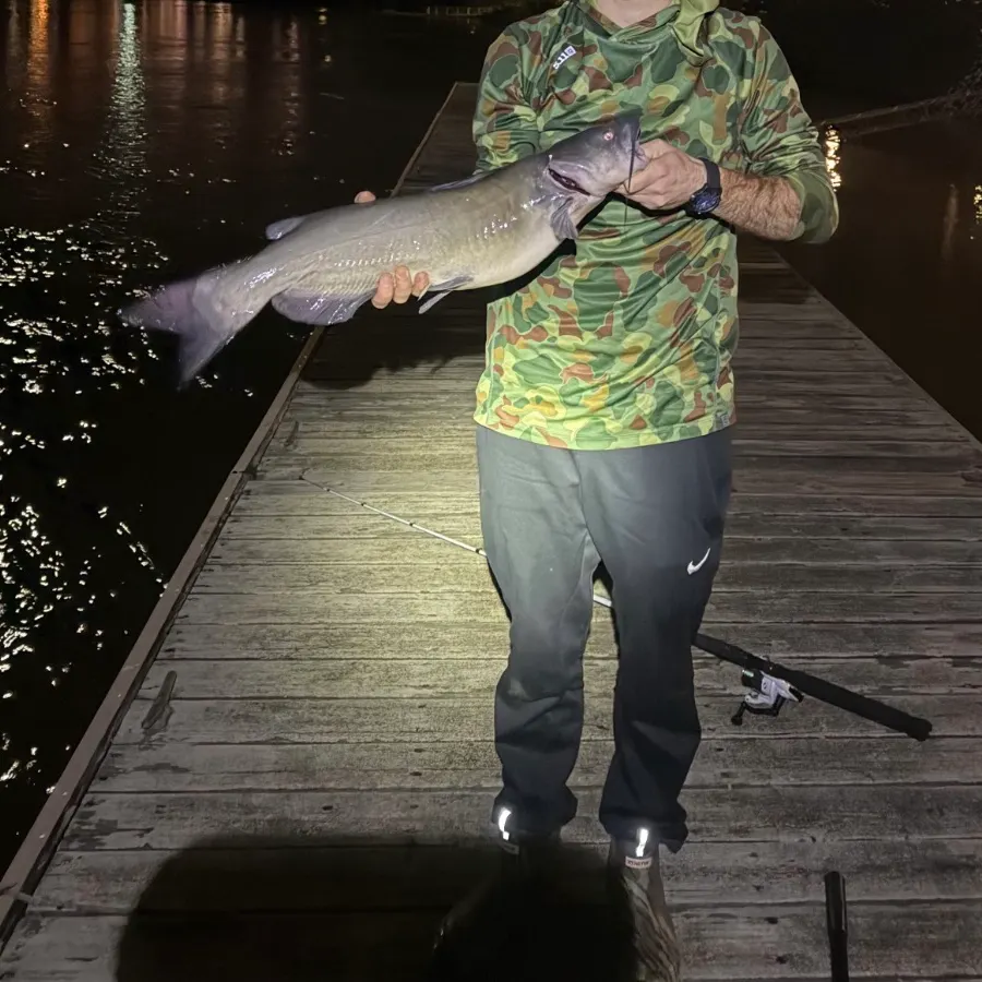 Channel catfish caught on Fishbrain