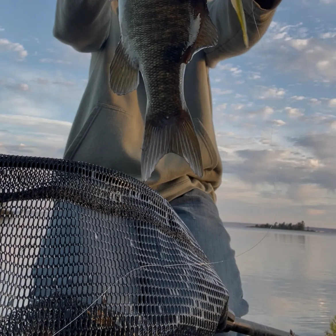 Smallmouth bass caught on Fishbrain