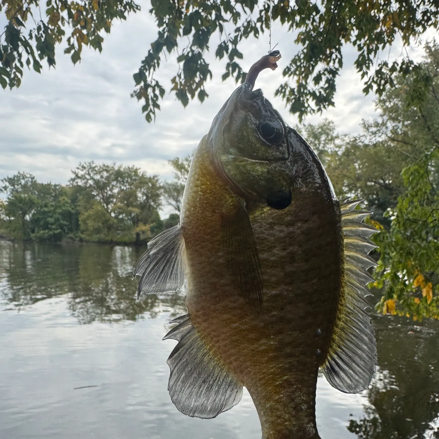 Bluegill caught on Fishbrain