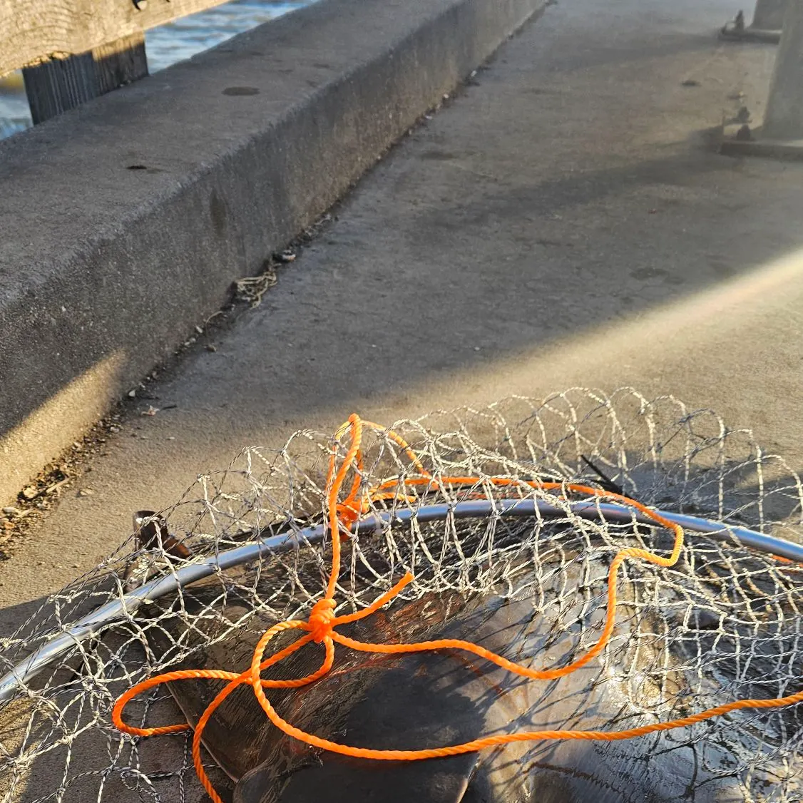 The most recent Bat eagle ray catches on Fishbrain
