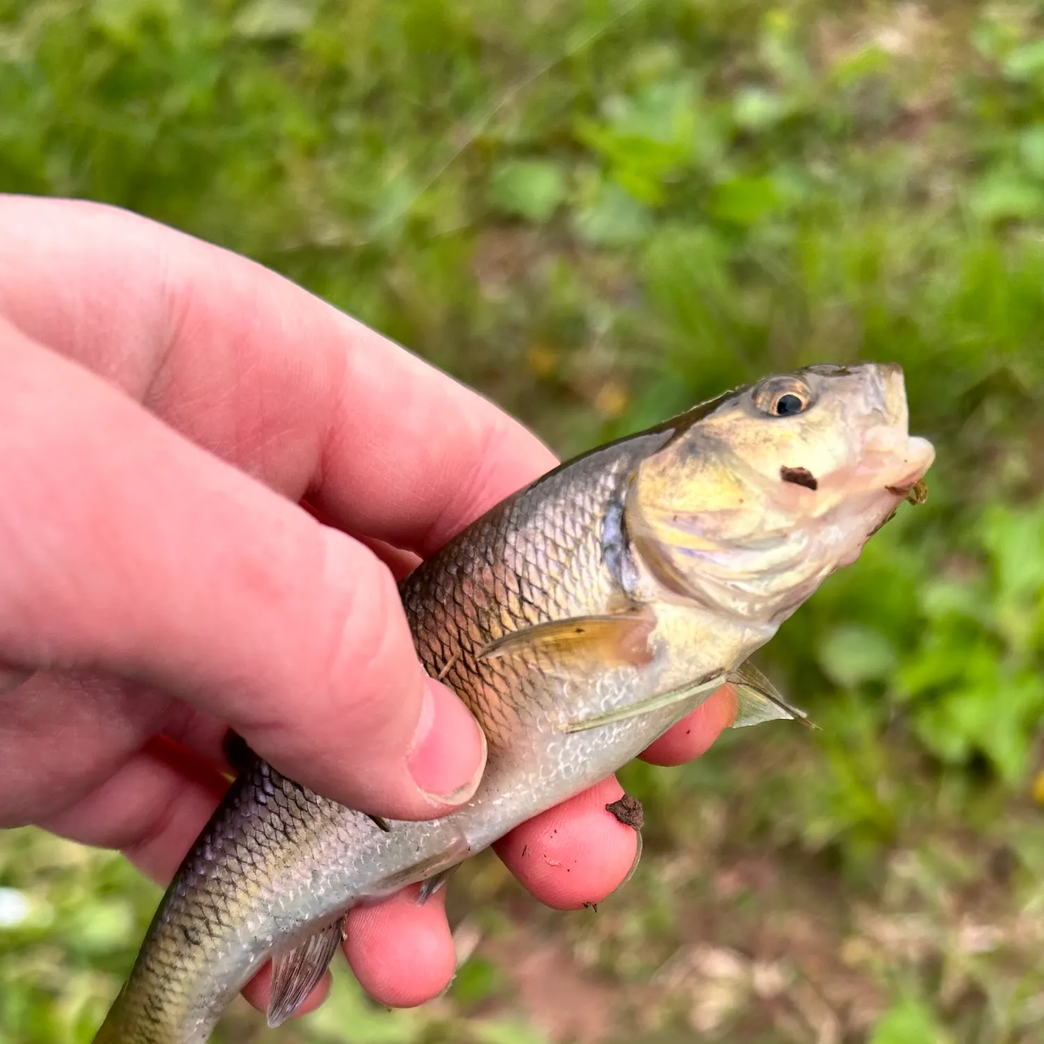 Creek chub caught on Fishbrain