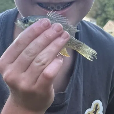 The most recent Dollar sunfish catches on Fishbrain
