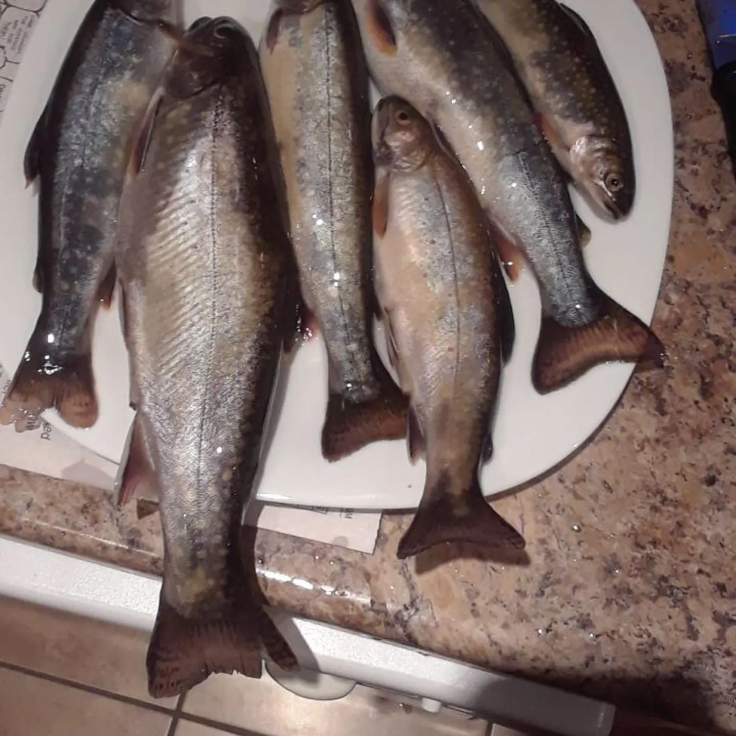 recently logged catches