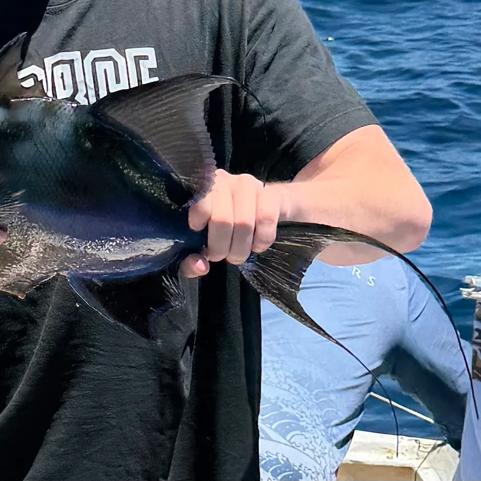 The most recent Queen triggerfish catches on Fishbrain
