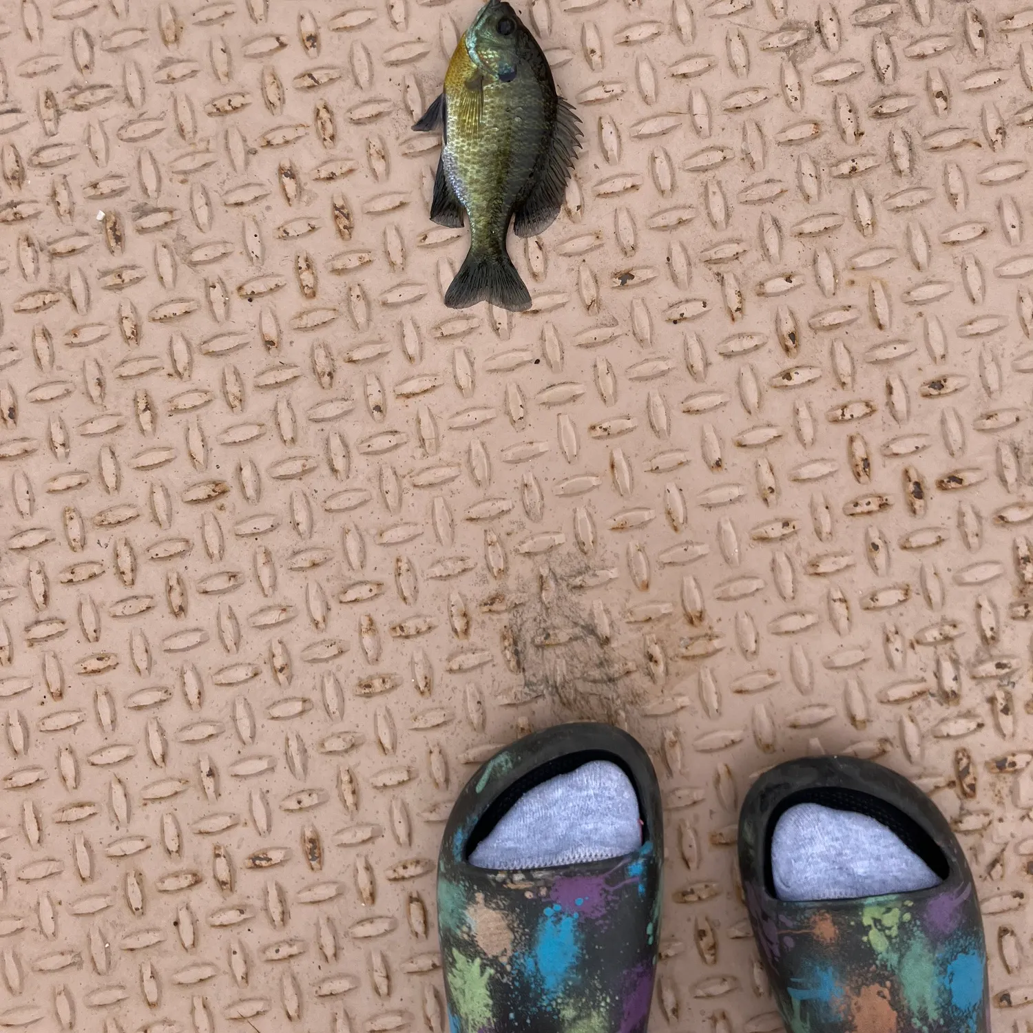 Bluegill caught on Fishbrain