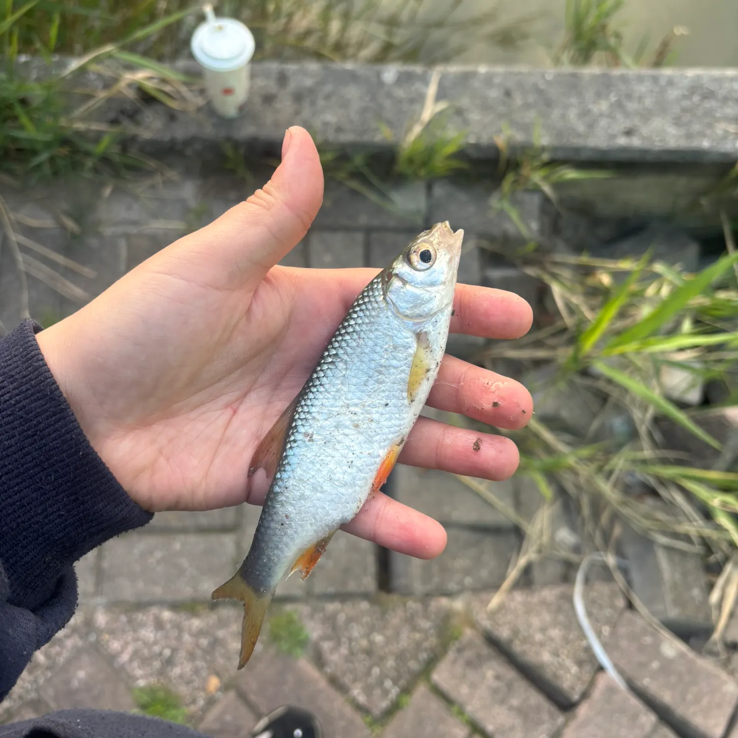 Common roach caught on Fishbrain