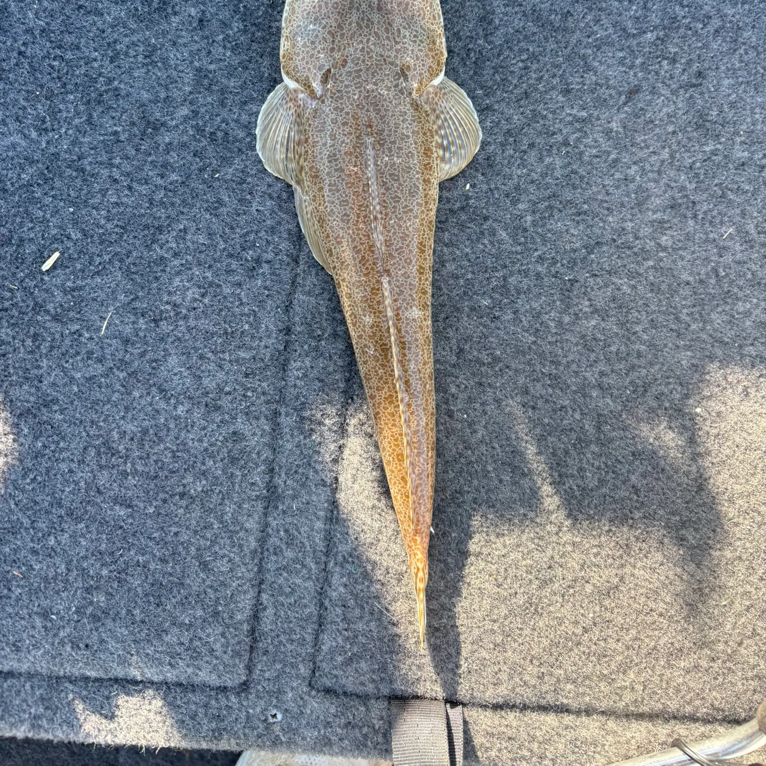 The most recent Bartail flathead catches on Fishbrain