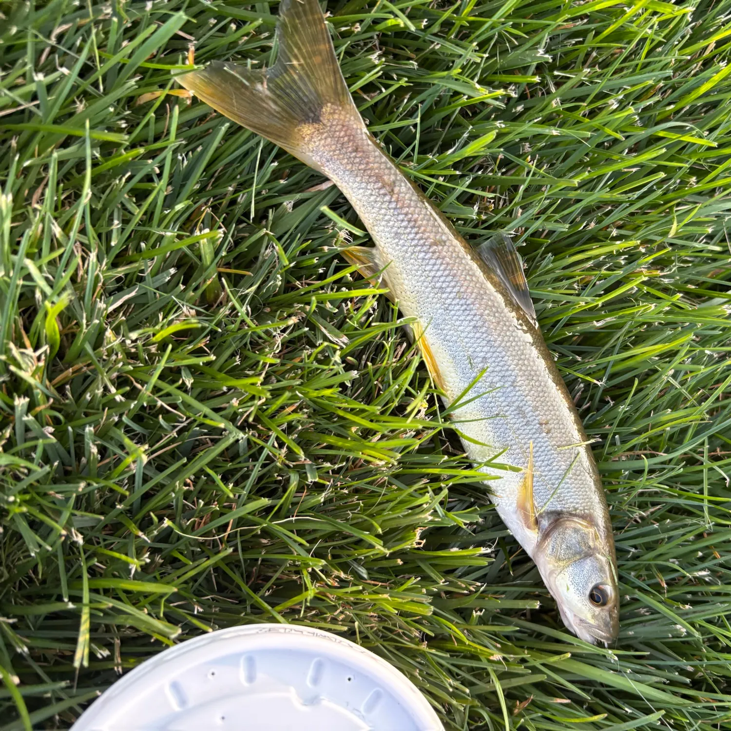 Northern pikeminnow caught on Fishbrain