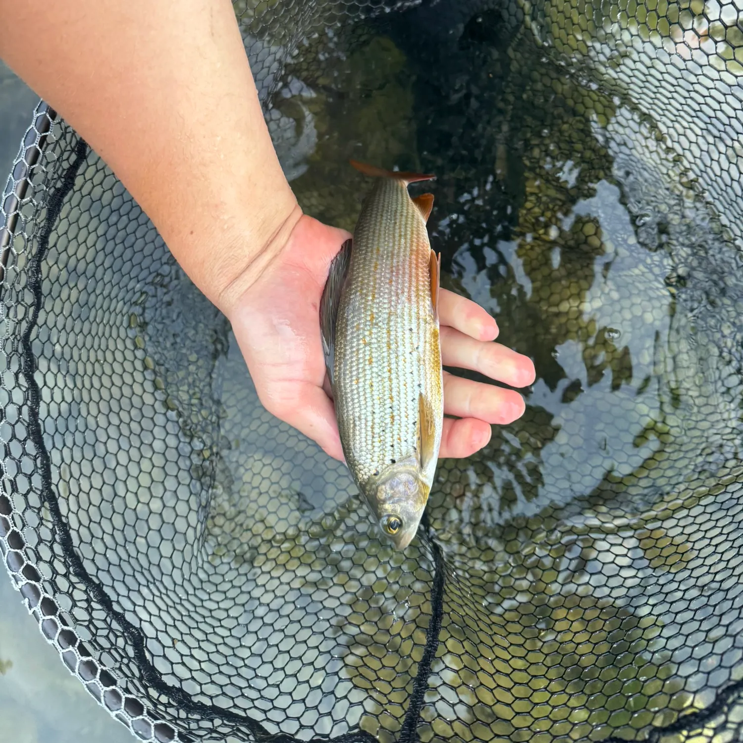 The most recent European grayling catches on Fishbrain