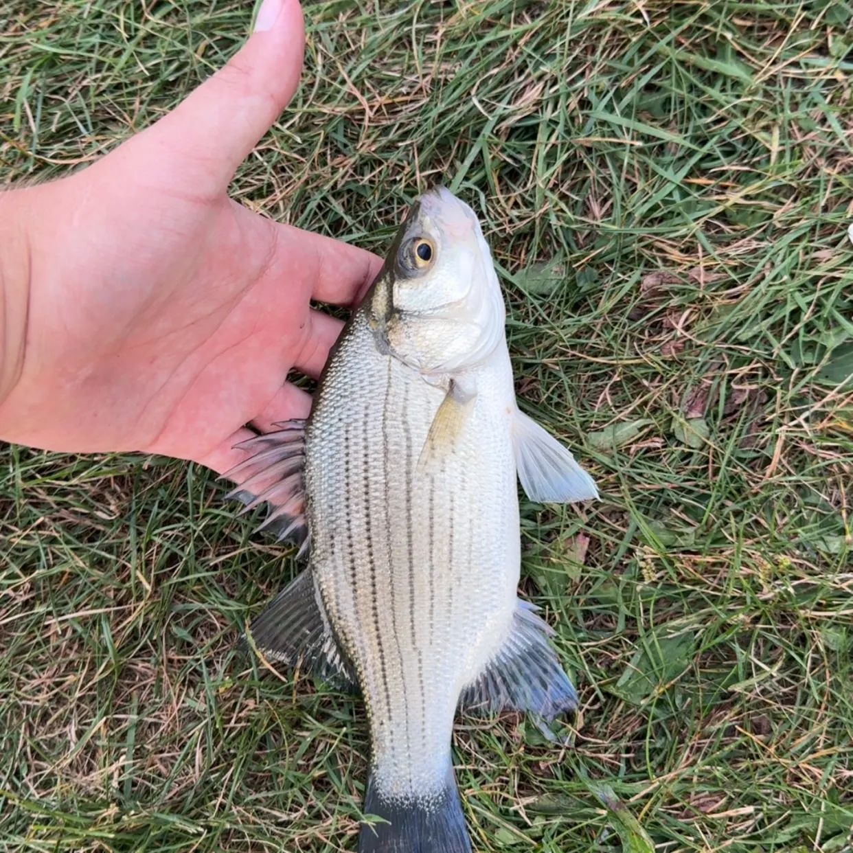 White bass caught on Fishbrain