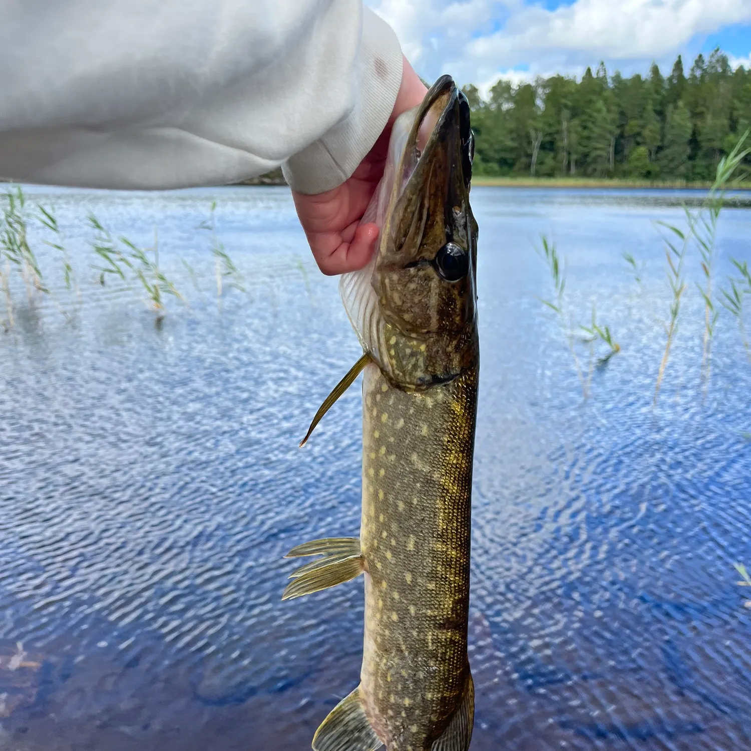 Northern pike caught on Fishbrain