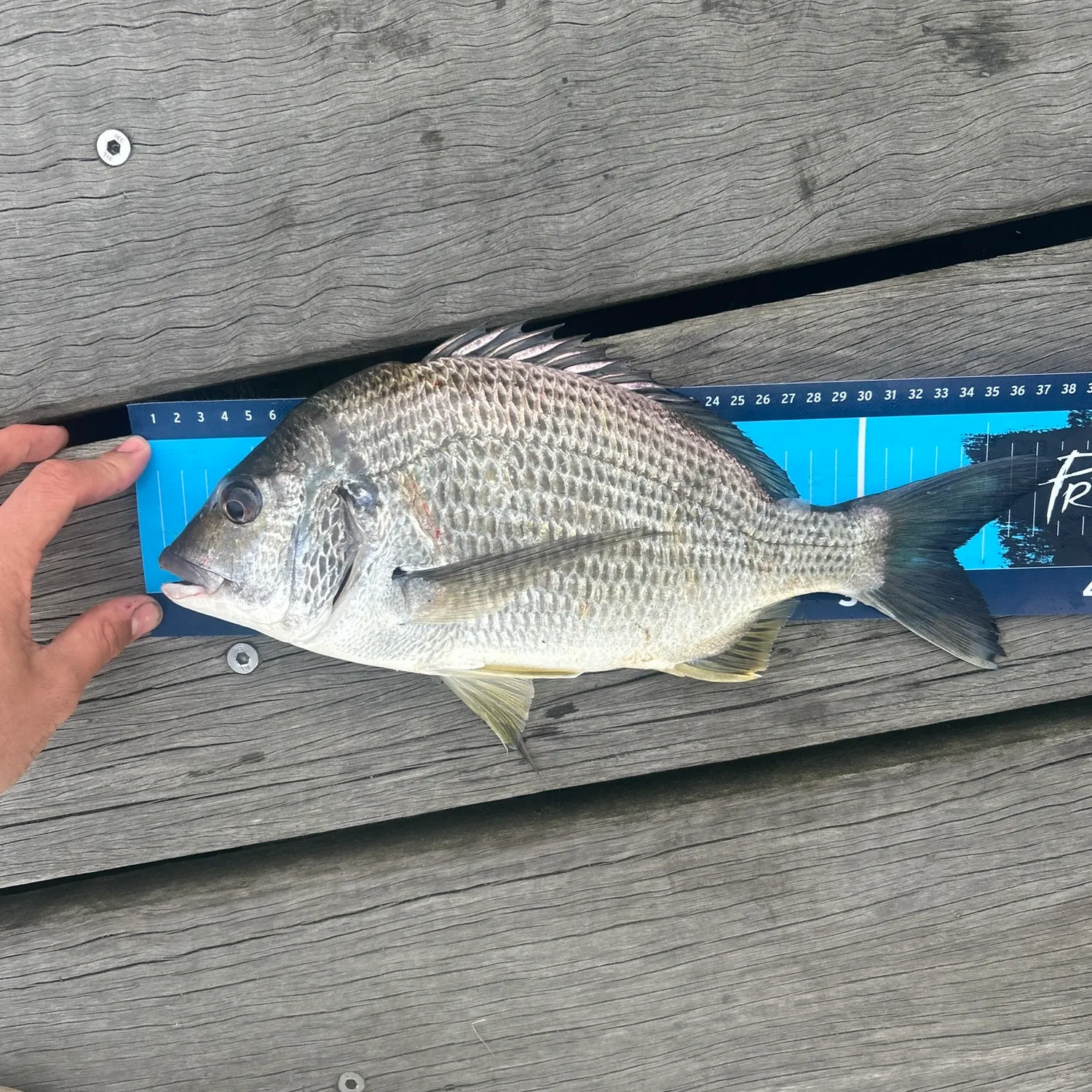 Surf bream caught on Fishbrain
