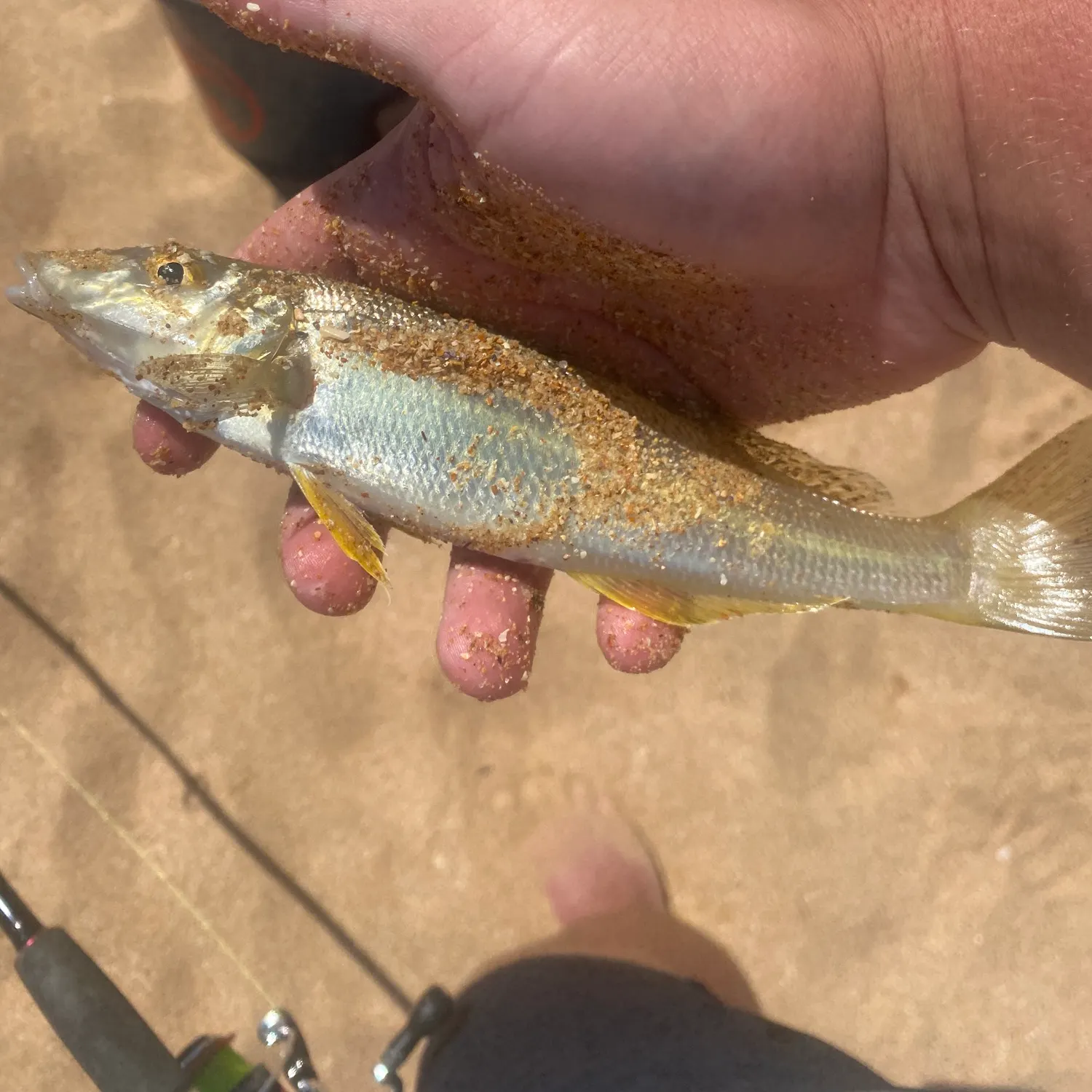The most recent Sand sillago catches on Fishbrain