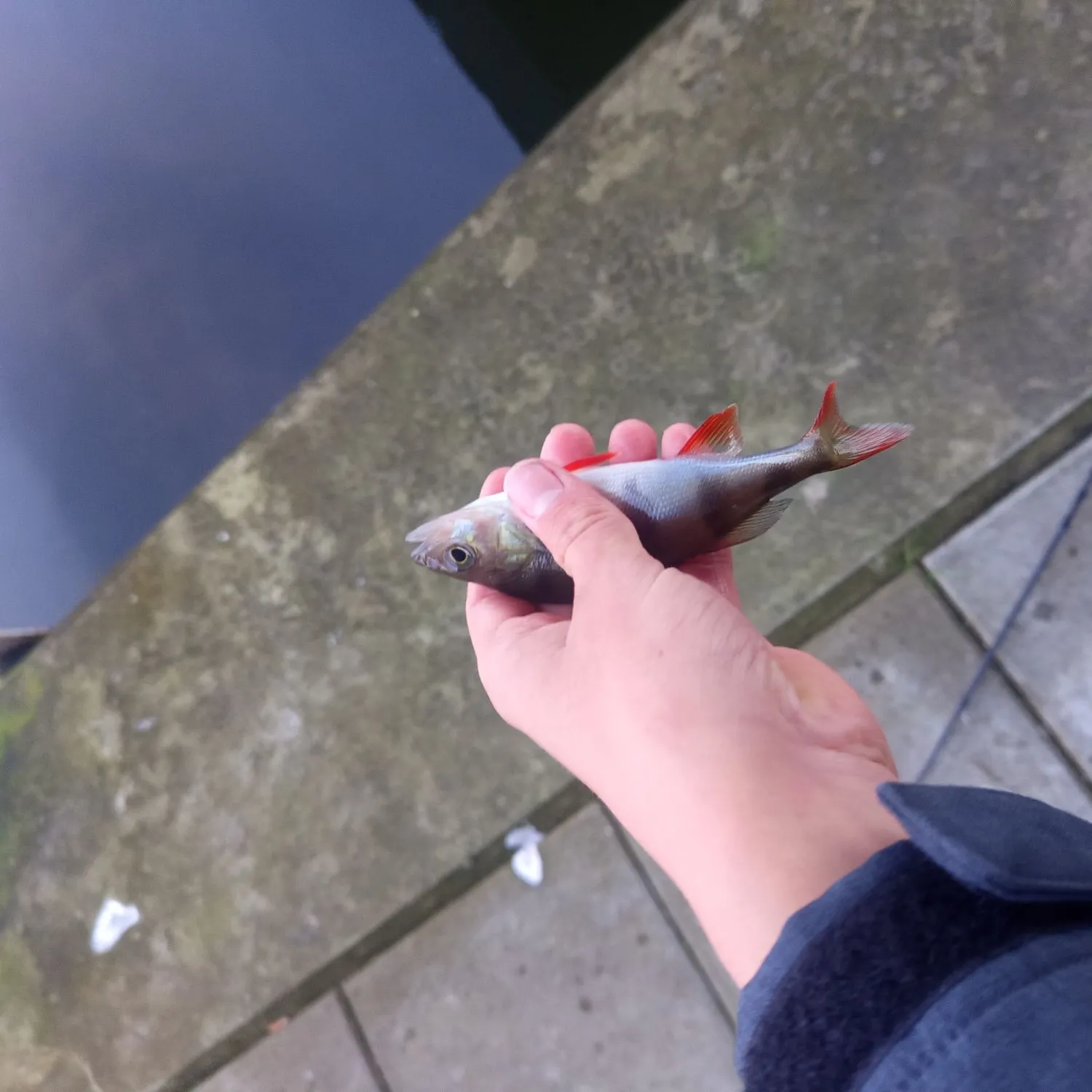 European perch caught on Fishbrain