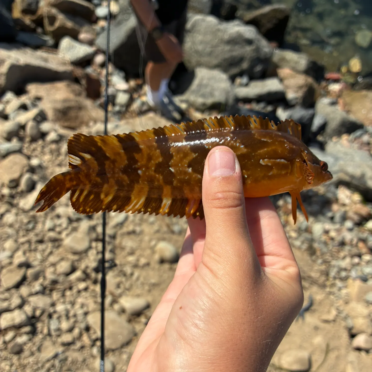 The most recent Giant kelpfish catches on Fishbrain