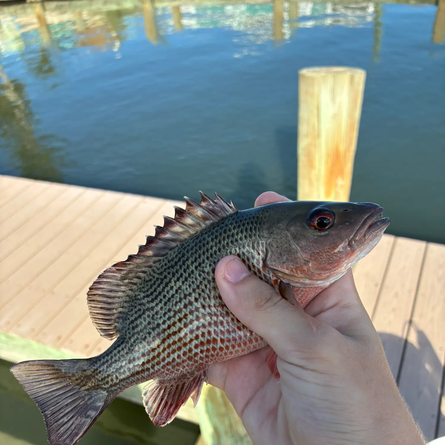 Mangrove snapper caught on Fishbrain