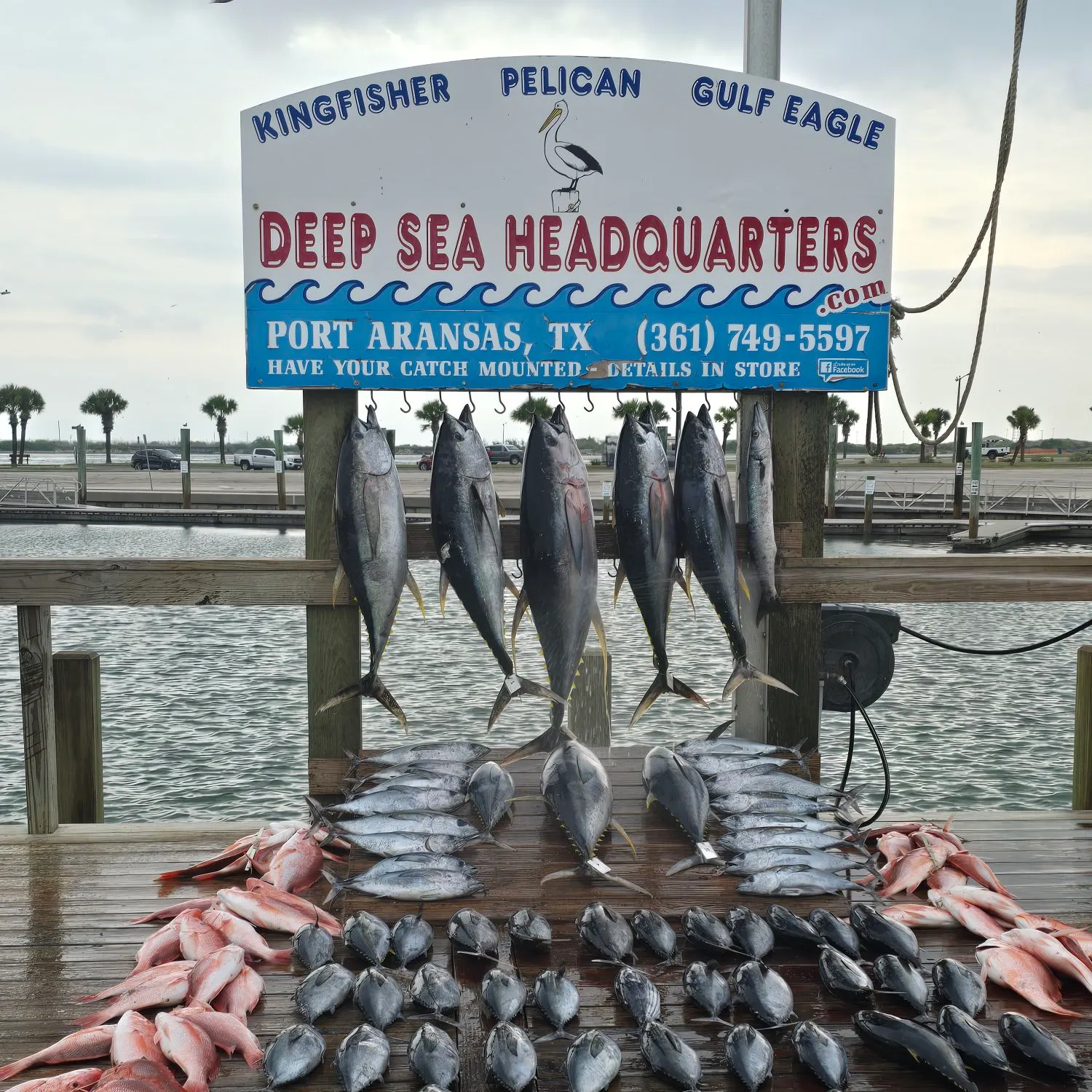 Blackfin tuna caught on Fishbrain
