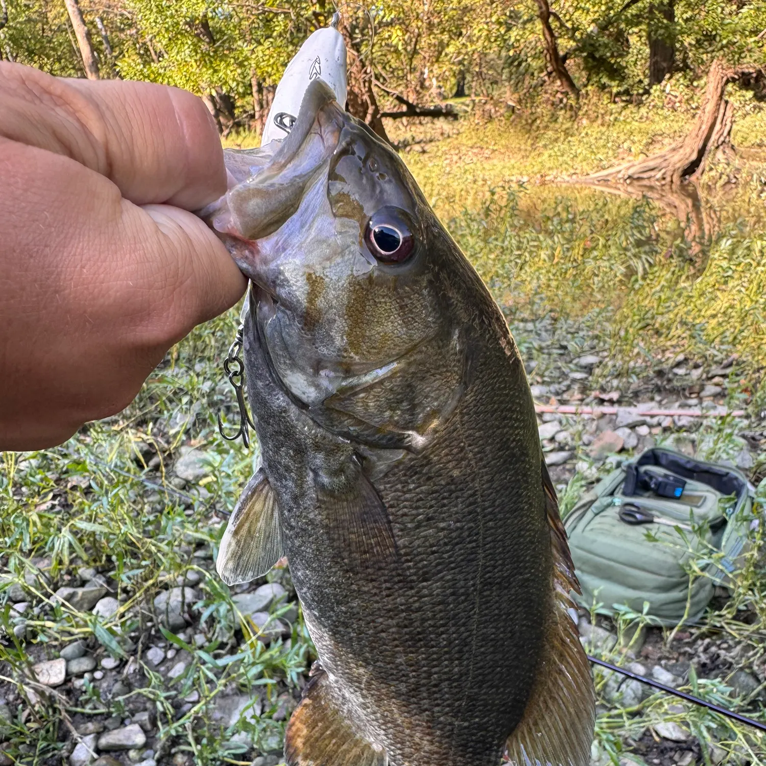 Smallmouth bass caught on Fishbrain