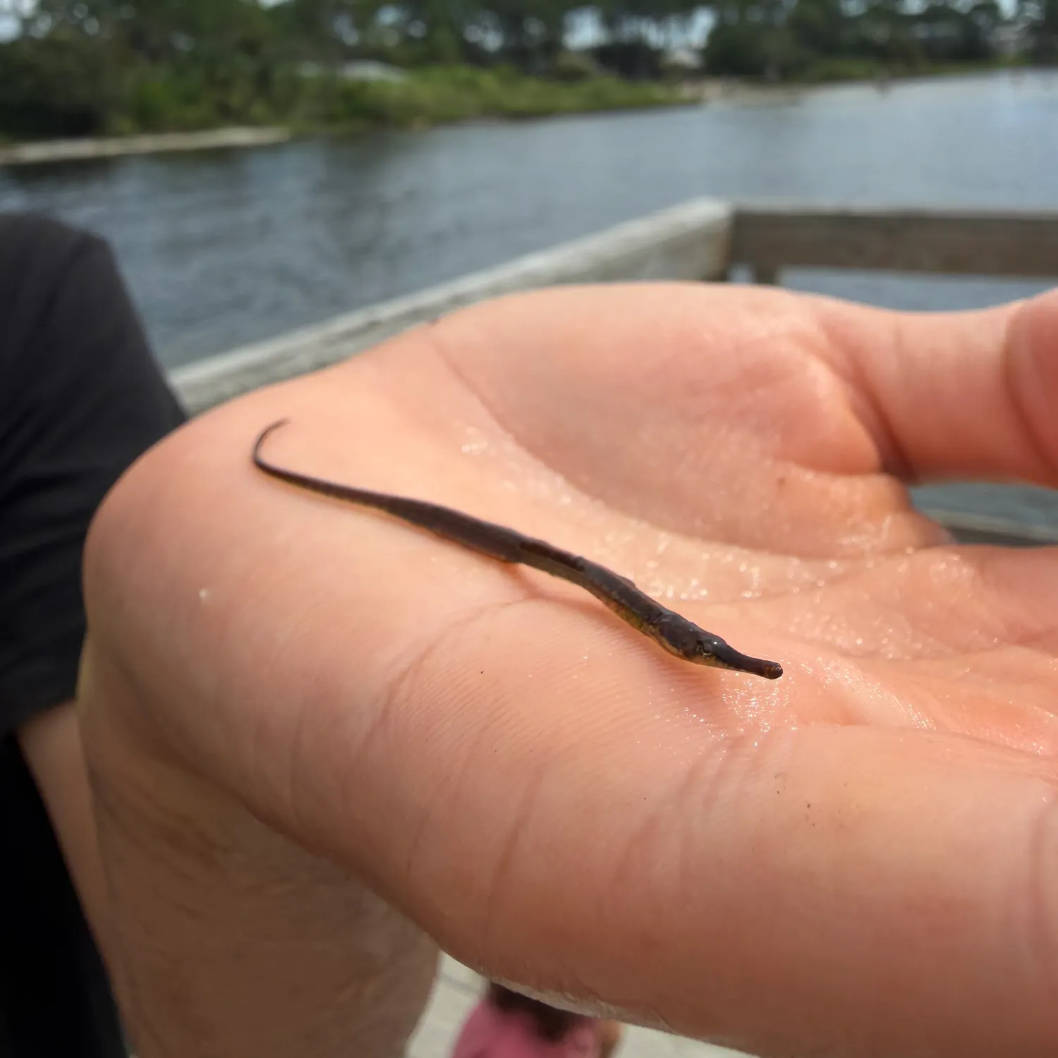 Northern pipefish caught on Fishbrain