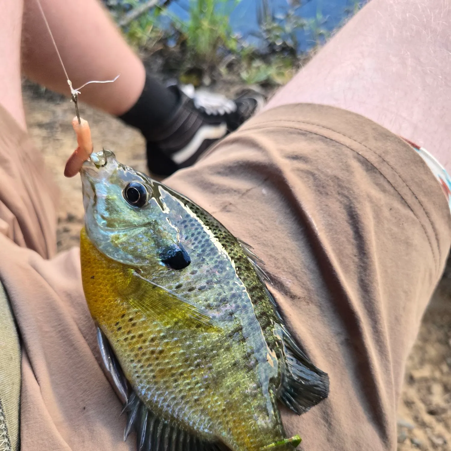 Bluegill caught on Fishbrain