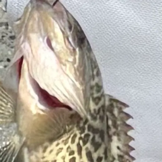 The most recent Black grouper catches on Fishbrain