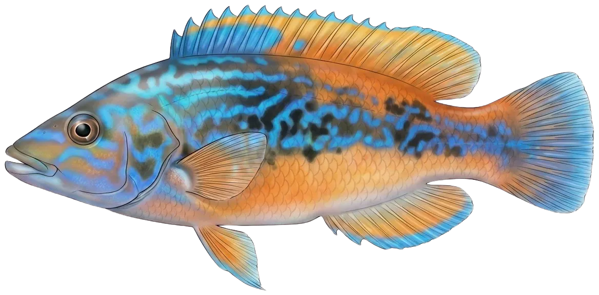 Cuckoo wrasse