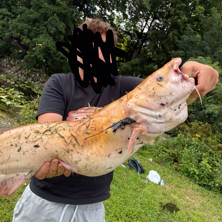 Channel catfish caught on Fishbrain