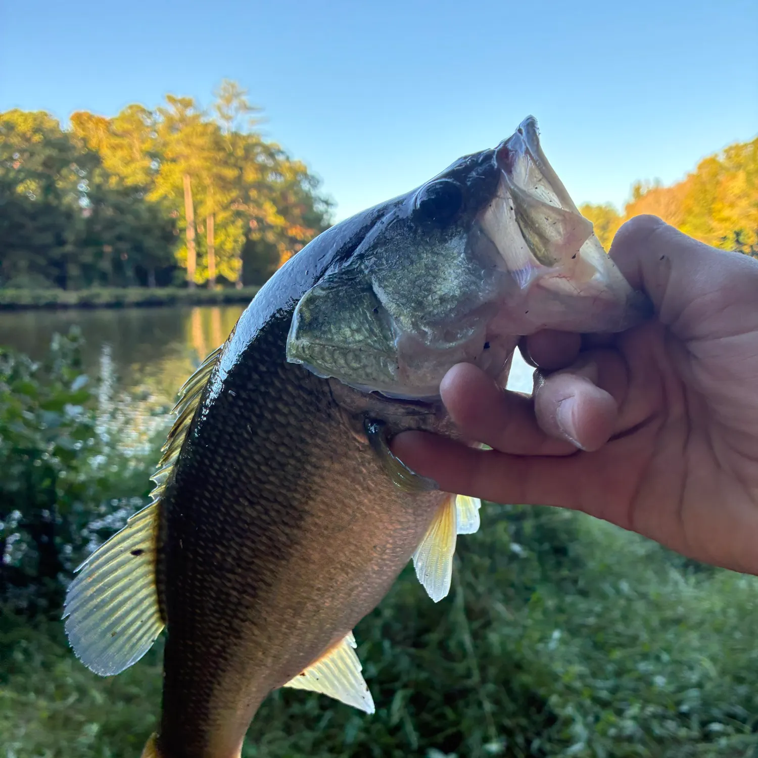 Largemouth bass caught on Fishbrain