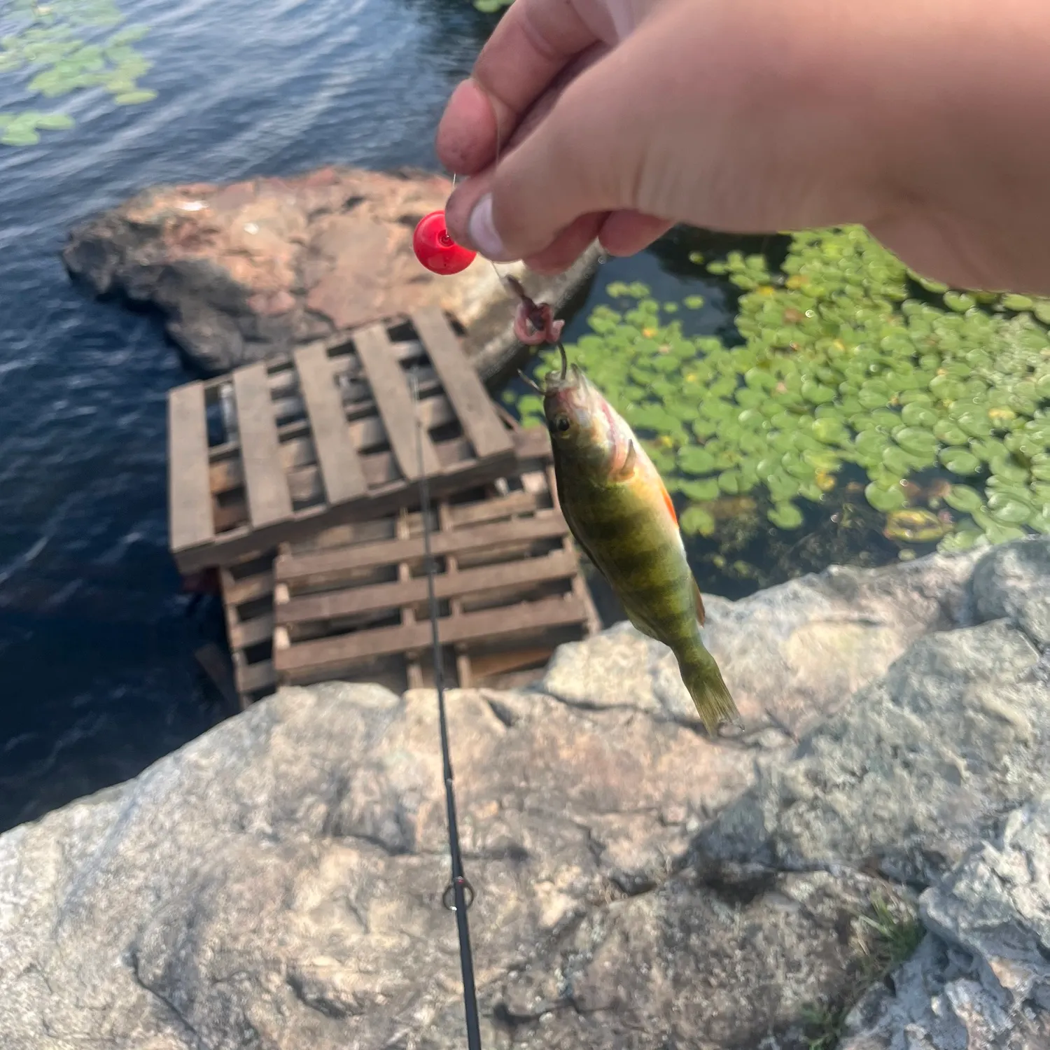 catch
